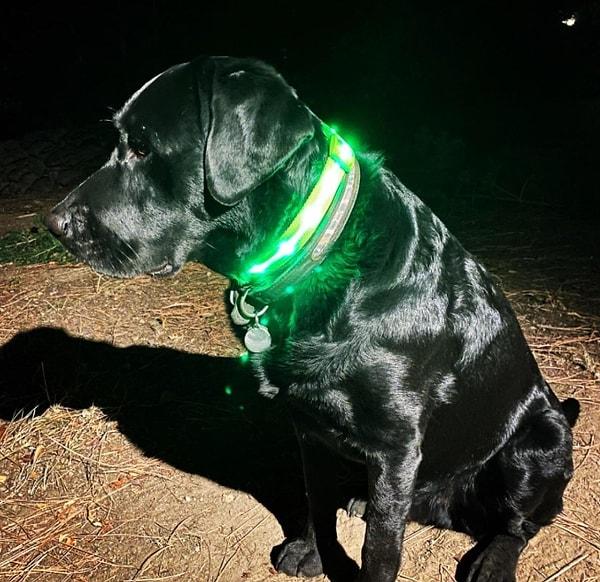 11. Gece yürüyüşlerinde köpeğinizin herkes tarafından görülmesini sağlamak için LED tasma.