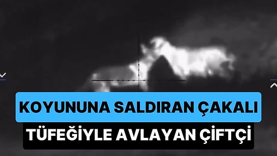 Koyununa Saldıran Çakalı Gece Görüş Dürbünlü Tüfeği ile Etkisiz Hale Getiren Çiftçi