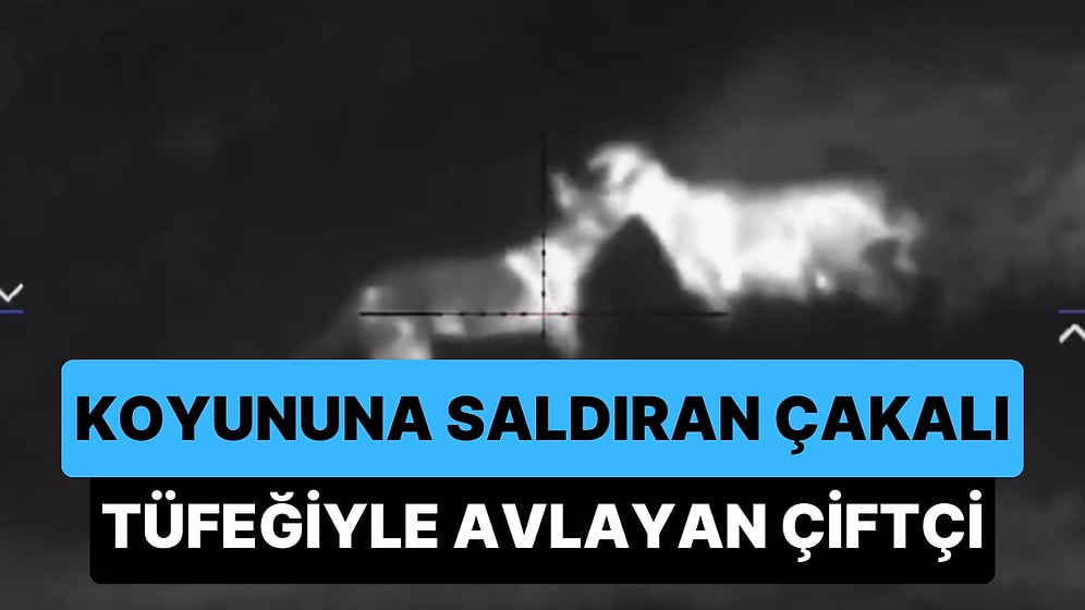 Koyununa Saldıran Çakalı Gece Görüş Dürbünlü Tüfeği ile Etkisiz Hale Getiren Çiftçi