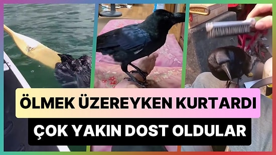 Denizde Boğulmak Üzereyken Kurtardığı Karga ile Dost Olan Adam: Yedikleri İçtikleri Ayrı Gitmiyor!