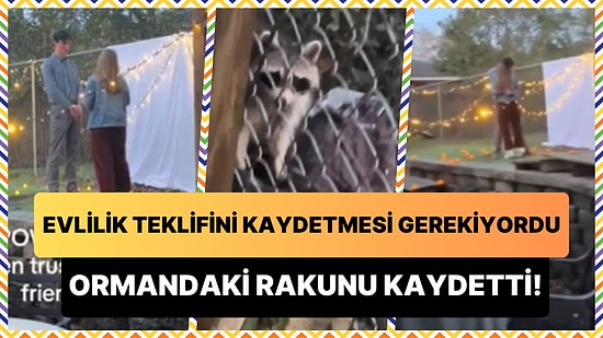 Arkadaşının Evlilik Teklifi Anlarını Kaydetmesi Gerekirken Ormandaki Rakunu Kaydeden Kadın!