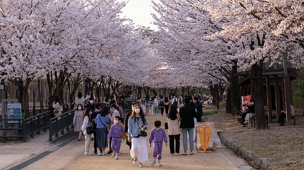 7. Japonya'da 'çiçek izlemek' anlamına gelen 'Hanami', geleneksel bir Japon çiçek seyretme festivalidir.