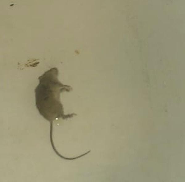 4. "Banyoya gittiğimde küvette suyun içinde yüzen bir fare gördüm. Hem tiksindim hem de korktum."