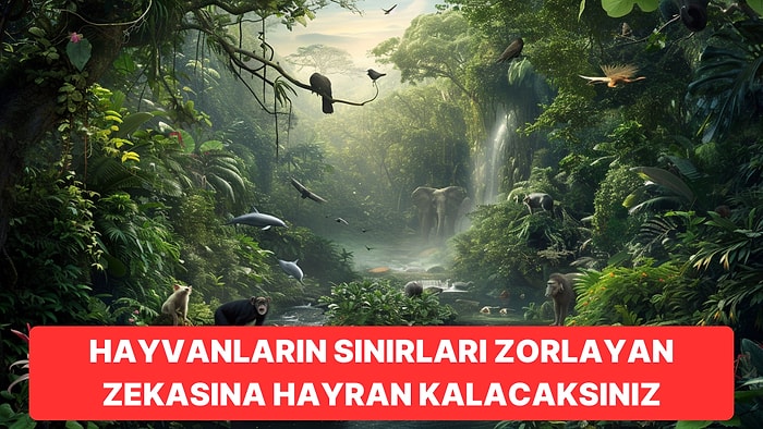 Zekalarıyla Birçoğumuza Şapka Çıkarttıran Dünyanın En Zeki Hayvanları