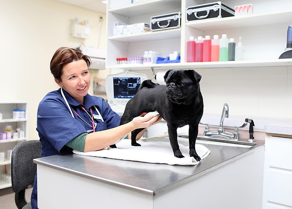 8. "Veteriner kliniğinde ölen evcil hayvanları arka taraftaki çöplüğe atıyorduk."