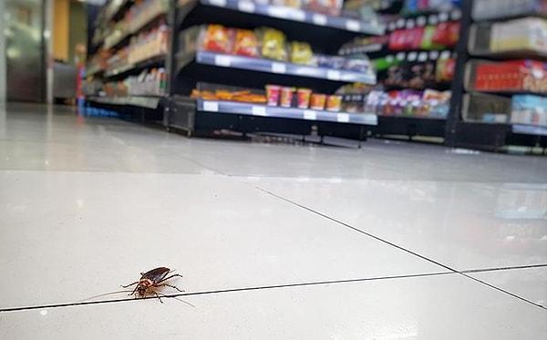 11. "Bir marketin şarküterisinde çalışıyorum ve her yerde hamam böcekleri var."