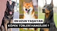 Köpeklerin Yaşam Süreleri Üzerine Yapılan Araştırma Hangi Irkların En Uzun Süre Yaşadığını Ortaya Koydu