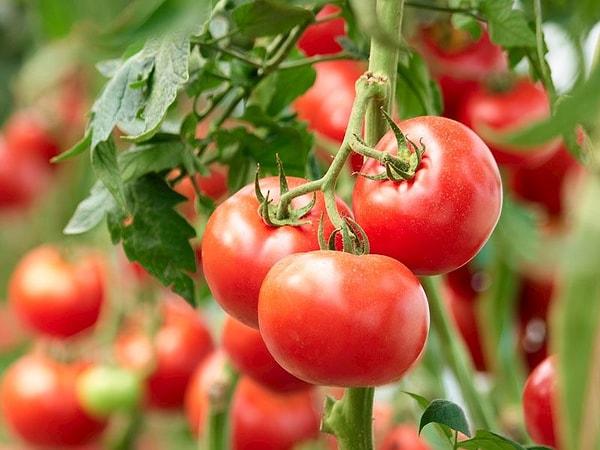 Tartışma, eski Fransa Ekoloji Bakanı Segolene Royal'ın bu hafta katıldığı bir televizyon programında İspanya'da üretilen domatesleri eleştirmesi ve bu ürünleri "yenilmez" ve "sahte organik" olarak nitelendirmesiyle başladı.