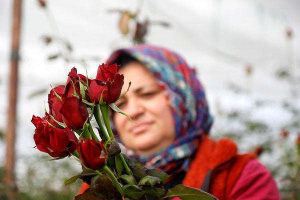 Sevgililer Günü yaklaşırken Türkiye genelindeki çiçekçiler siparişleri yetiştirmek için yoğun mesai harcıyor. Hem seralarda üretim hem de işletmelerde satış çalışmaları devam ediyor.