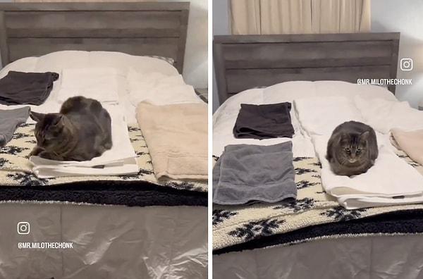 Her birini kontrol eden kedinin en beğendiği havlu Türk pamuğundan üretilen oldu.