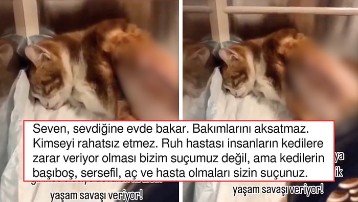 Soğuktan Korunmak için Bir Binaya Sığınınca Canice Dövülen Kedi için Vatandaş Ayağa Kalktı!