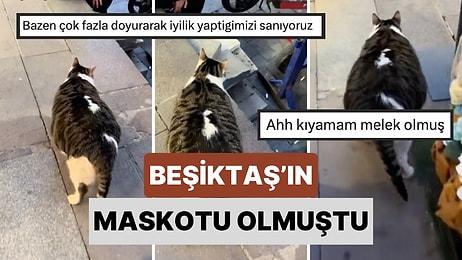 Maskot Haline Gelmişti! Beşiktaş'ın Ünlü Obez Kedisi Kalp Krizi Sebebiyle Hayatını Kaybetti