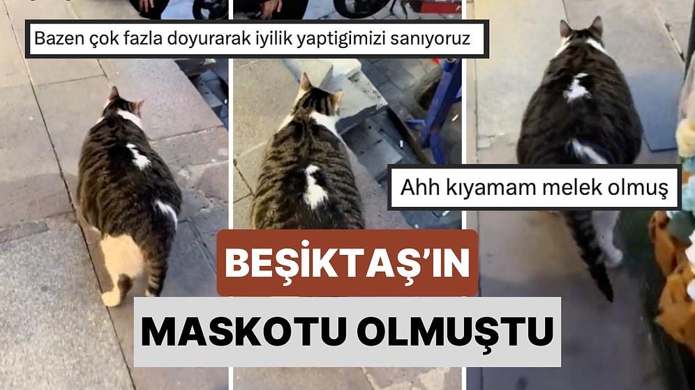 Maskot Haline Gelmişti! Beşiktaş'ın Ünlü Obez Kedisi Kalp Krizi Sebebiyle Hayatını Kaybetti
