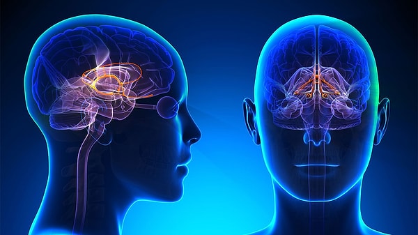 Tıp dünyasında son yıllarda en çok üzerine durulan konulardan biri de hiç şüphesiz Alzheimer hastalığıdır. Zira beyin hücrelerinin zamanla ölümüne bağlı olarak gelişen Alzheimer, bir insanın bütün hayat fonksiyonlarını olumsuz bir şekilde etkiliyor.