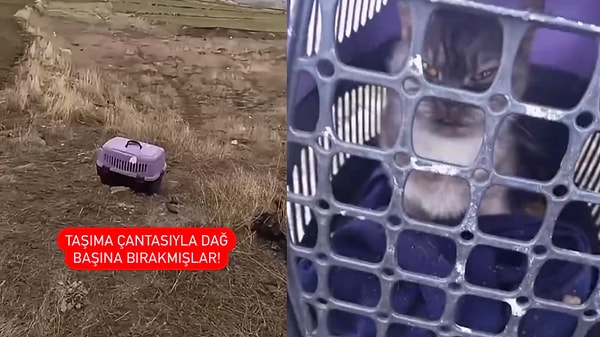 Instagram'da @ankaragaripleri_ adlı sayfanın paylaşımına göre, bir kedi taşıma çantasının içinde soğuğa bırakılarak adeta ölüme terk edildi.