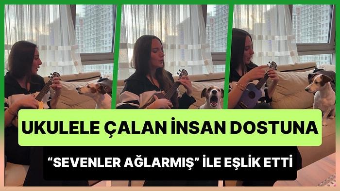 Ukulele Çalan Dostuna Haluk Levent'in 'Sevenler Ağlarmış' Şarkısını Söyleyerek Eşlik Eden Köpek
