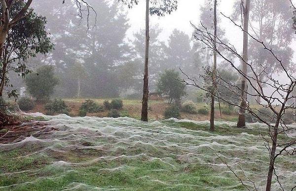 4. Avustralya'nın örümcek ağı kaplı bahçeleri.