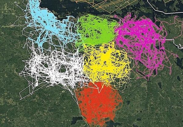 10. Voyageurs Ulusal Parkı çevresinde altı fark kurt grubunun GPS izlemesi sonucu oluşan görüntüsü, kurt sürülerinin birbirlerinin bölgelerinden ne kadar kaçındığını gösteriyor.