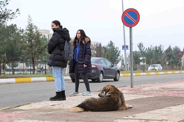 İstanbul'da özellikle çocuklara yönelik artan saldırılar nedeniyle sokak köpekleri sorunu giderek daha çok tartışma yaratan bir konu. Kimi çevreler sayıları giderek artan sokak köpekleri için tek çözümün uyutma olduğunu söyleyerken Cerrahpaşa Veteriner Fakültesi Dekanı Prof. Dr. Alpak'ta oldukça dikkat çeken bir çıkış geldi.