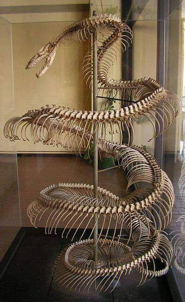 Neredeyse 9 metrelik bir anakando yılanın iskeleti.