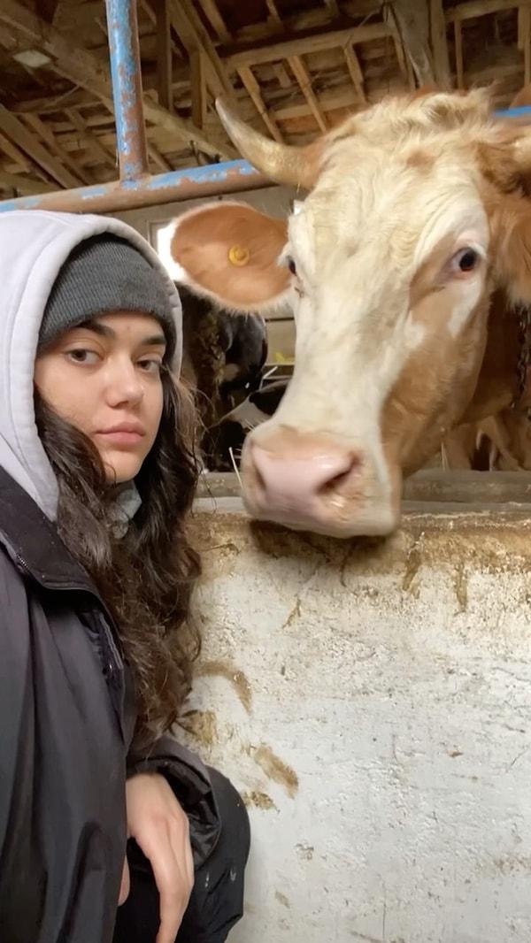 'İnek otlamayı bilmez mi?' diyerek isyan eden Sema Mihaliç, Danimarka'dan gelen inekler için 'Hayvan otu bilmiyor, otlanmayı bilmiyor' dedi.