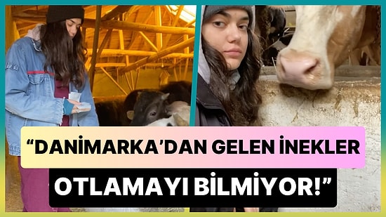 Otlamayı Bilmeyen İnek Olabilir mi? Danimarka'dan Getirtilen Şımarık İneklerin Otlamayı Bilmemesine İsyan Etti