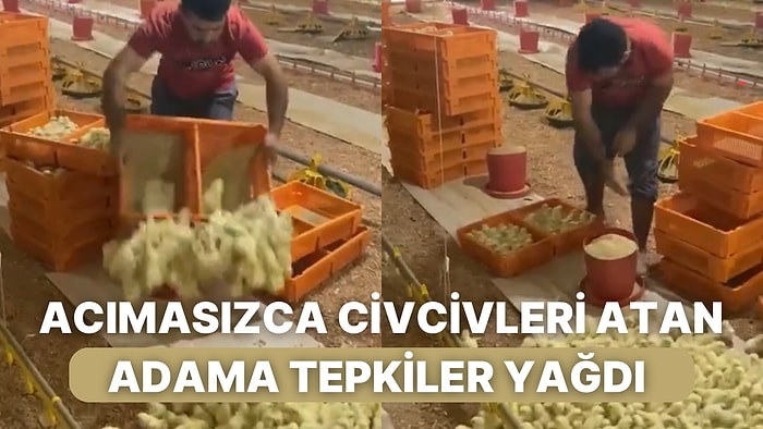 Fabrikada Çalışan Adamın Civcivleri Adeta Cansızmışçasına Boşalttığı Acımasız Anlara Tepkiler Yağdı