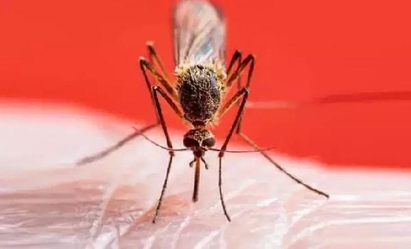 Yapılan bir araştırmaya göre; sivrisinekler tarafından, ısırılma oranı en yüksek olan kan grubu belli oldu.