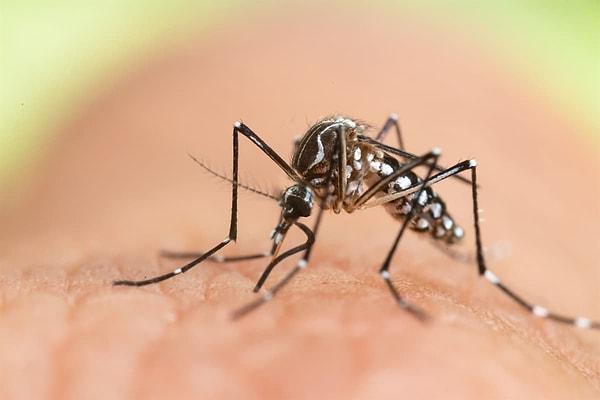 Japonya Zararlılarla Mücadele Enstitüsü uzmanlarının sivrisineklerle ilgili araştırmasının sonuçları bilim dergisi Journal of Medical Entomology'de yayımlandı. Uzmanlar,  sivrisineklerin tercihinde insanların salgıladığı kimyasalların da rol oynadığını söylüyor.