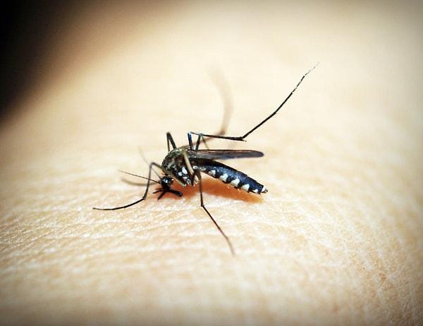 Prof. Day'e göre sivrisinekleri kan kaynağına insanların verdiği işaretler yönlendiriyor. Day, "En önemli işaret karbondioksit. Ürettiğiniz karbondioksit miktarı sizi sivrisinekler için daha cazip bir hedef haline getiriyor. Metabolizması hızlı olanlar daha fazla karbondioksit salgılıyor" diye konuştu.