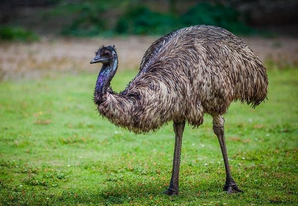Emu Kuşları... Eğer Avustralya kıtasına yolunuz düşmediyse bu kuş türüne pek aşina olmayabilirsiniz. Hatta belki ismini bile ilk kez duyuyor olmalısınız.