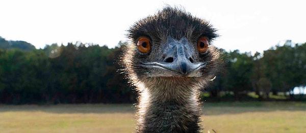 1932 yılında, en az 20 bin Emu Kuşunun bölgedeki çiftliklere akın ettikleri ve her hücümlarında servet değerinde mahsülü hiç ettikleri bir durum oluştu.