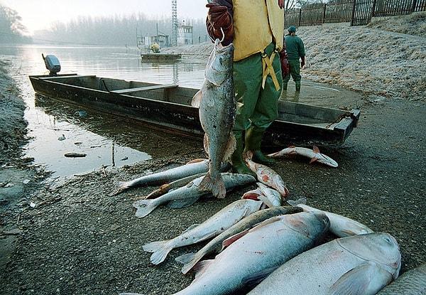 Kaza, balık ölümleri, su ekosistemlerinde uzun vadeli zararlar ve insan sağlığı üzerinde olası etkiler nedeniyle büyük endişelere yol açtı.