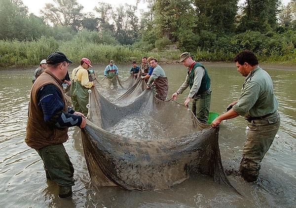 2000 yılında Romanya’da meydana gelen siyanür madeni kazasında neler yaşandı?