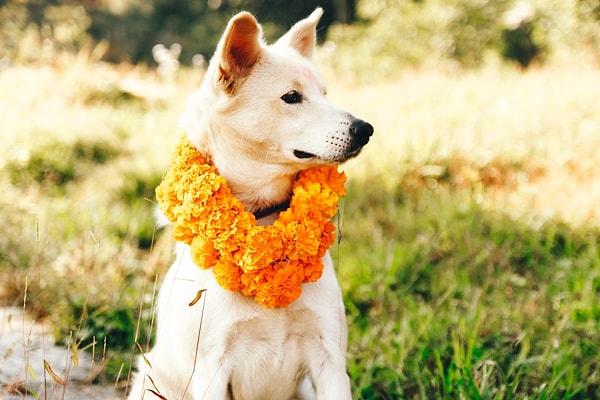 11. Nepal'den gelen ve Tihar festivalinin ikinci gününe denk gelen yıllık bir Hindu festivali olan 'Kukur Tihar' köpeklere atfedilmiş bir festivaldir.