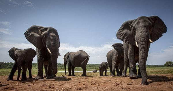 Elephants: Emotional Intelligence on Display