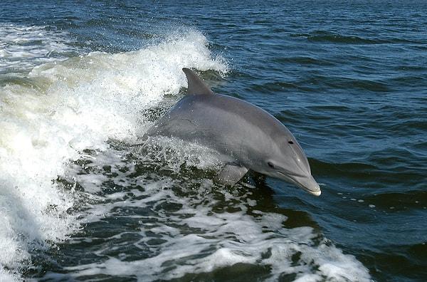 Bottlenose Dolphins: The Einsteins of the Sea