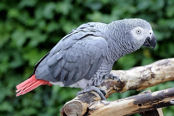African Grey Parrots: Feathered Geniuses