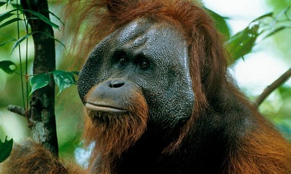 Orangutans: Crafty Tool Users