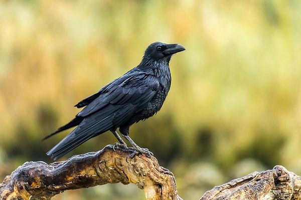 Ravens: Clever Corvids