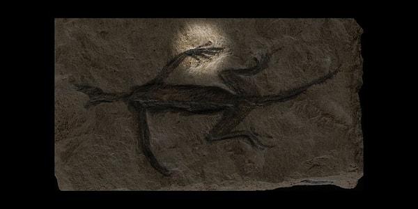 1931'de İtalyan mühendis ve müze çalışanı Gualtiero Adami tarafından bulunan fosilin daha sonra jeolog Giorgio del Piaz tarafından incelenmesi sonucu Tridentinosaurus antiquus adı verilen yeni bir tür olarak tanımlandığı açıklandı.