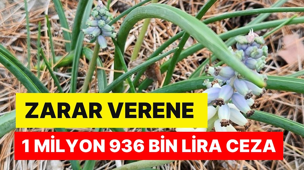 Antalya'nın Göz Bebeği: Zarar Verene 1 Milyon 936 Bin Lira Ceza