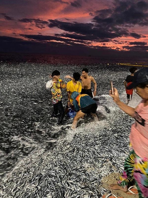 Balıklarla kaplı denizde yerel halk ölen balıkları toplamak için birbiriyle yarışırken bazılarının ise yüzmeye çalıştığı görüldü.