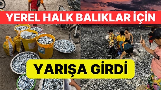 Filipinler'de Hayrete Düşüren Görüntüler: Milyonlarca Balık Kıyıya Vurdu