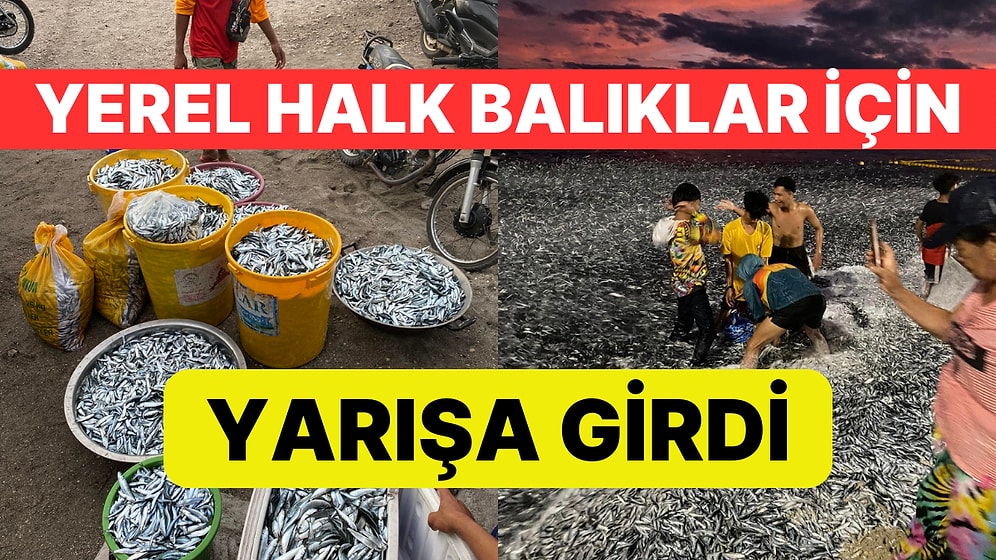 Filipinler'de Hayrete Düşüren Görüntüler: Milyonlarca Balık Kıyıya Vurdu
