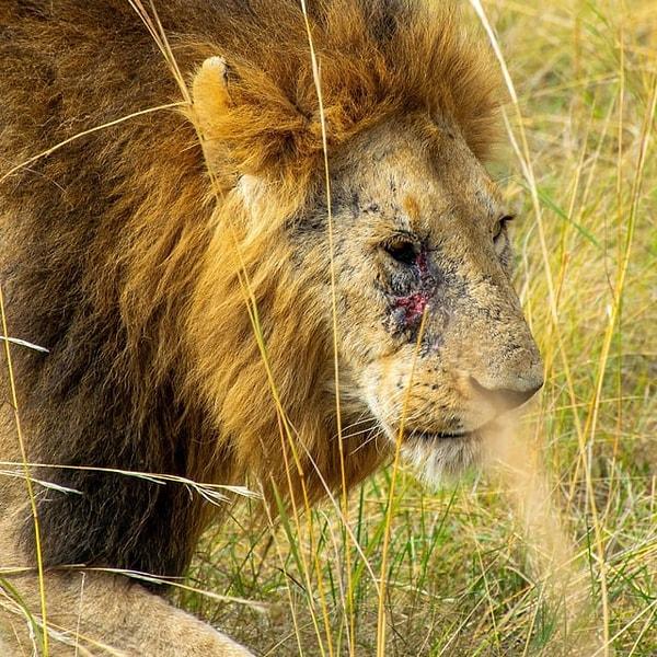 7. Çok fazla savaş yarası almış bir aslan: