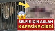 Hayvanat Bahçesinde Akılalmaz Olay! Selfie Çekmek İçin Kafesine Girdiği Aslan Tarafından Parçalandı!