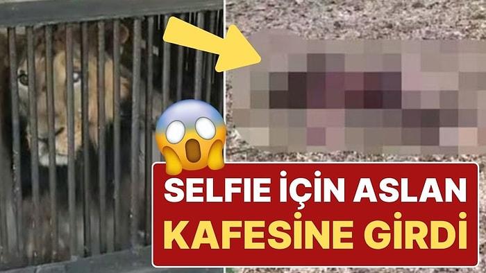 Hayvanat Bahçesinde Akılalmaz Olay! Selfie Çekmek İçin Kafesine Girdiği Aslan Tarafından Parçalandı!