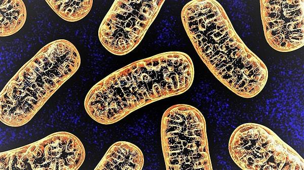 7. Hücre Biyolojisi: Mitokondri