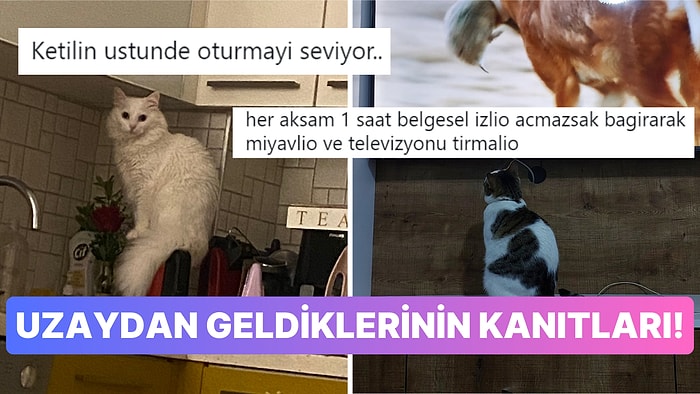 Kedilerinin Tuhaf Alışkanlıklarını Paylaşarak Bu Dünyadan Olmadıklarını Kanıtlayan Kullanıcılar